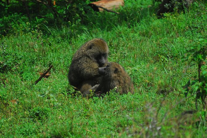 Private Mini Safari Tour in Nairobi - A Private Guide Makes the Difference