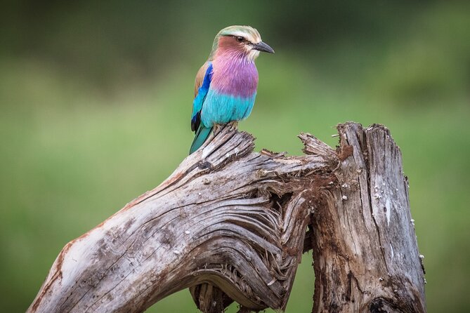 Private Mini Safari Tour in Nairobi - What You Will Not Get on This Mini Safari