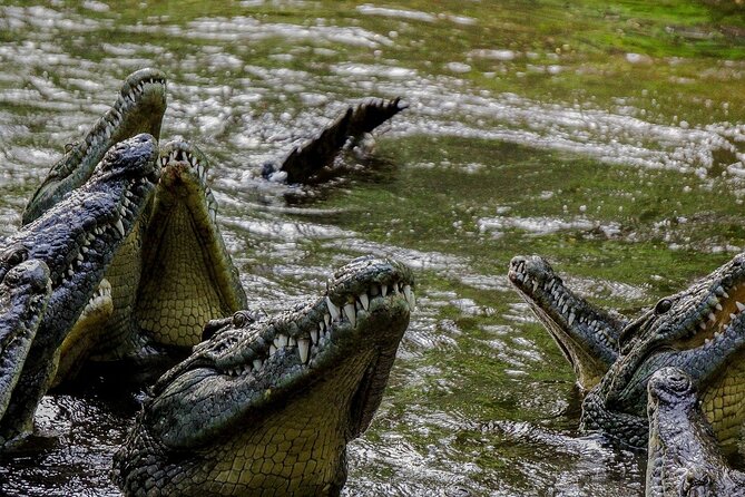 PRIVATE: MOMBASA FULL DAY TOUR and EXCURSUION - Haller Park: wildlife among reclaimed quarries