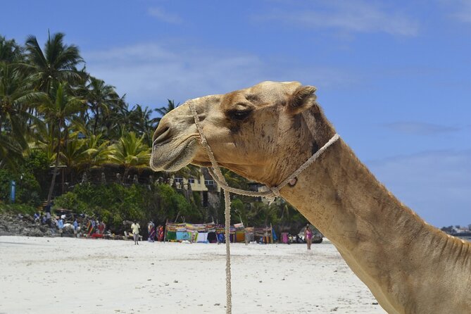 PRIVATE: MOMBASA FULL DAY TOUR and EXCURSUION - What the $90 price includes