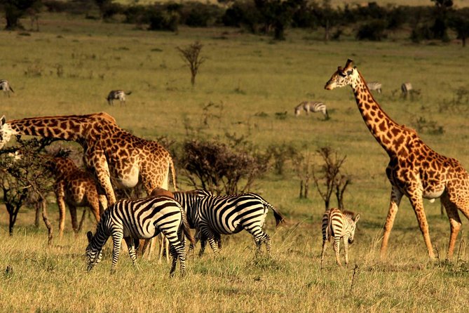 Private Morning Safari to Nairobi National Park & Giraffe Center - Why this Nairobi half-day works so well