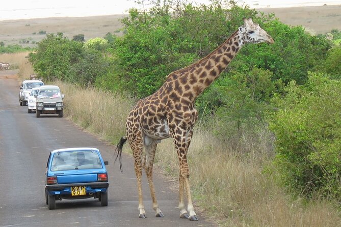 Private Morning Safari to Nairobi National Park & Giraffe Center - Transport, pickup, and the private format