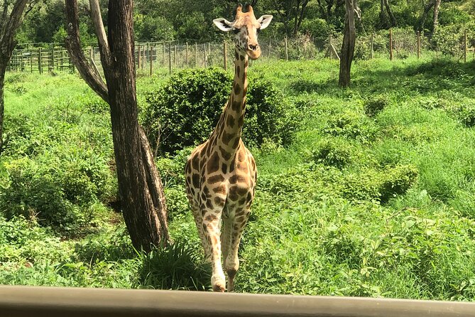 Private Nairobi Day tour to Giraffe Center and Karen Blixen - Why this three-hour Nairobi tour works