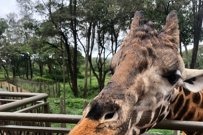 Private Nairobi Day tour to Giraffe Center and Karen Blixen - Feeding giraffes at the Giraffe Centre