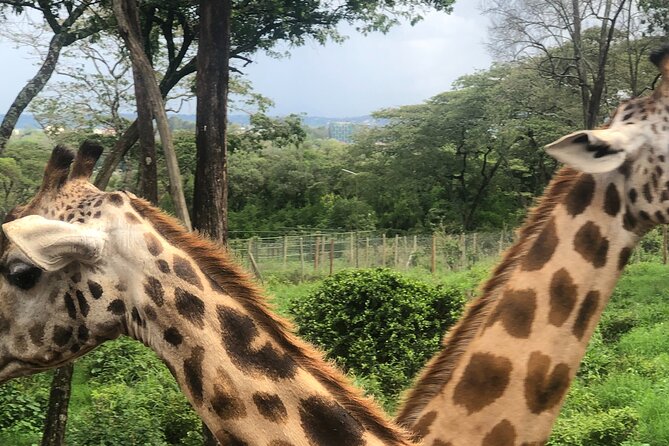 Private Nairobi Day tour to Giraffe Center and Karen Blixen - Who should book this experience?