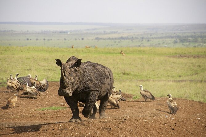 Private Nairobi National Park Day Tour - Entering through the main gate