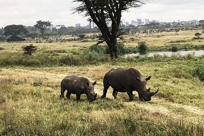 Private Nairobi National Park Day Tour - What the five-hour game drive offers