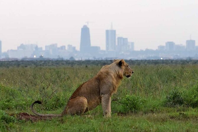 Private Nairobi National Park Day Tour - Price, park fees, and overall value
