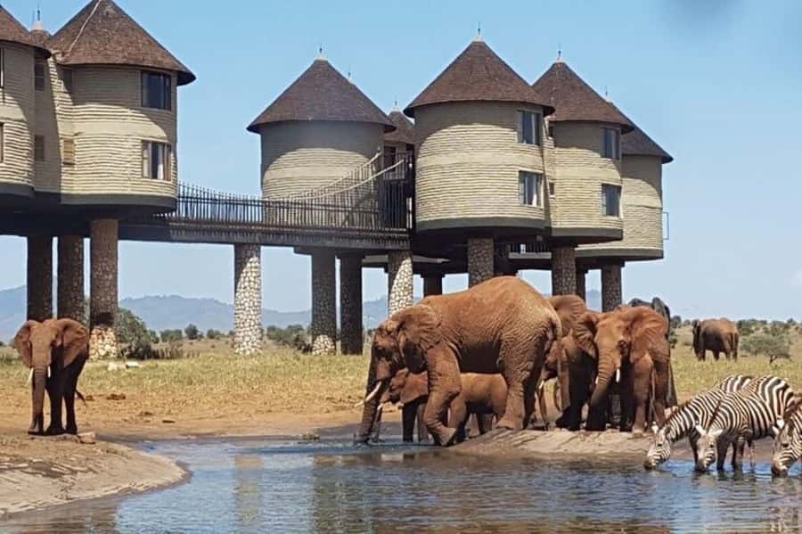 PRIVATE OVERNIGHT SALTLICK SAFARI FROM MOMBASA OR DIANI - Five things to know before you book