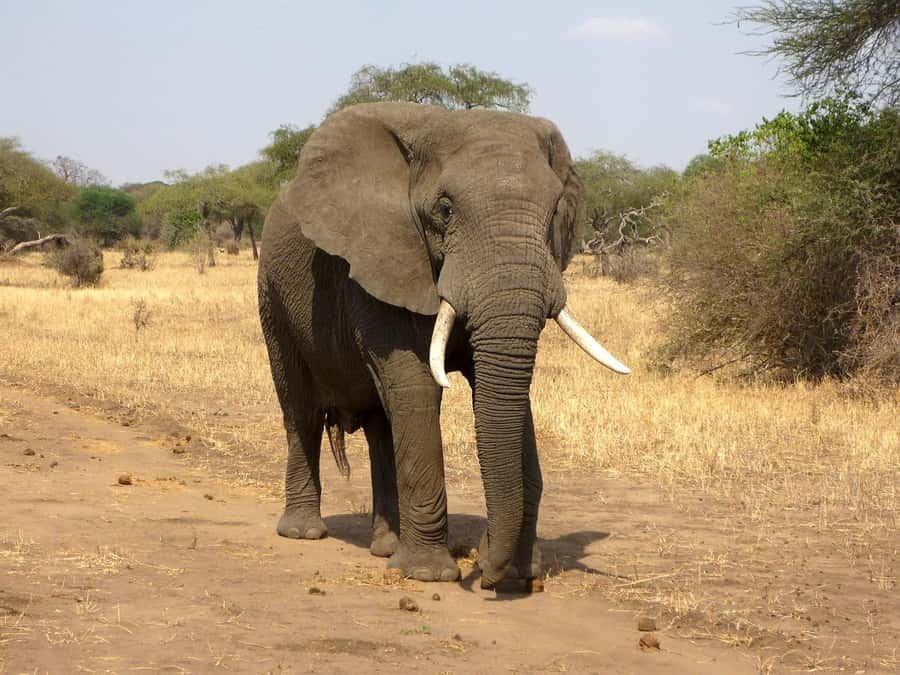 PRIVATE OVERNIGHT SALTLICK SAFARI FROM MOMBASA OR DIANI - Day two: an early start and a half-day in the sanctuary