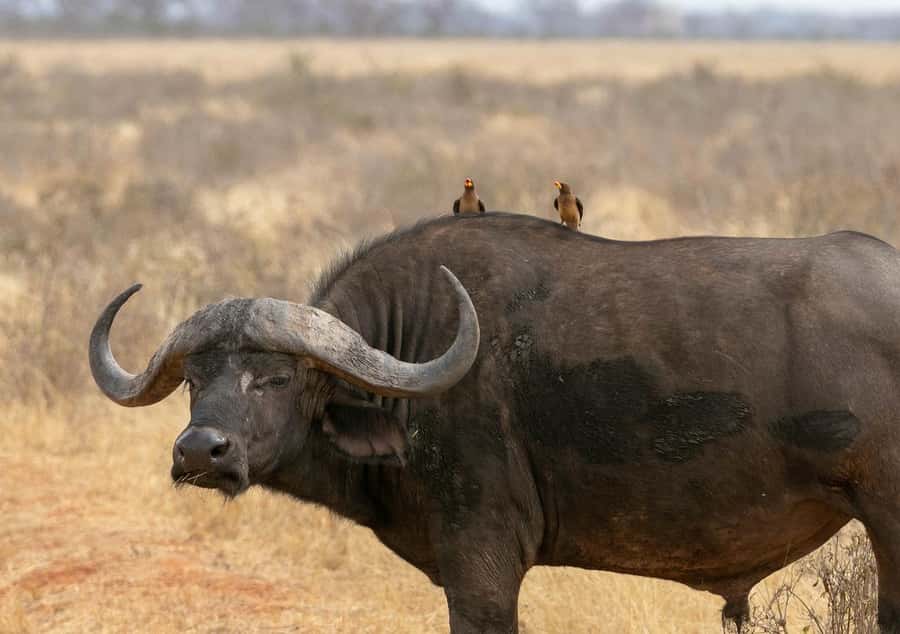 PRIVATE OVERNIGHT SALTLICK SAFARI FROM MOMBASA OR DIANI - The guides can make or break the day
