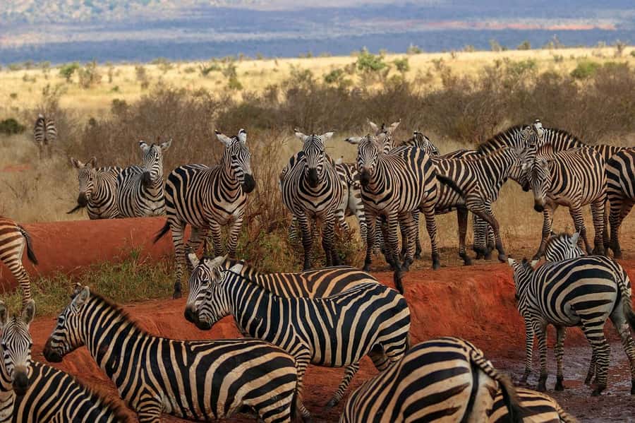PRIVATE OVERNIGHT SALTLICK SAFARI FROM MOMBASA OR DIANI - Who should book this two-day safari?