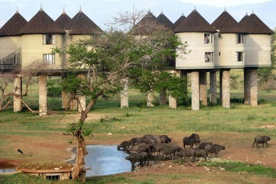 PRIVATE OVERNIGHT SALTLICK SAFARI FROM MOMBASA OR DIANI - Why the private vehicle matters