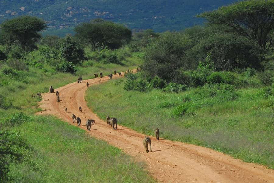 PRIVATE OVERNIGHT TSAVO EAST SAFARI FROM MOMBASA OR DIANI - Lunch, a lodge break, and the 4:00 evening drive