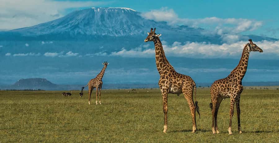 Private Safari Day-Tour in Amboseli National Park - Key points before you book
