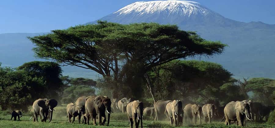 Private Safari Day-Tour in Amboseli National Park - Leaving Nairobi at 5 a.m. for Amboseli