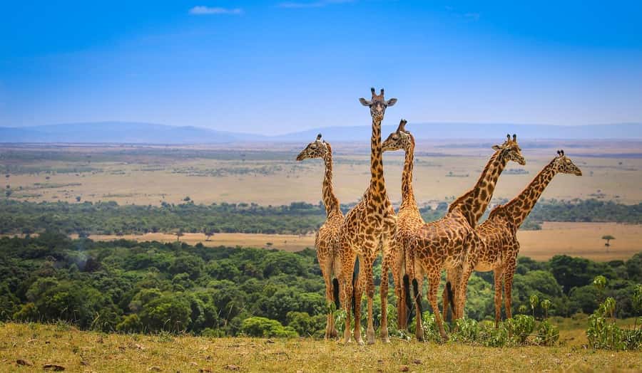 Private Safari Day-Tour in Amboseli National Park - The first game drive and Amboseli’s elephant country