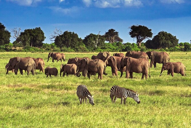 Private Tour of Tsavo East National Park from Mombasa - Why Tsavo East Works as a Day Trip from Mombasa