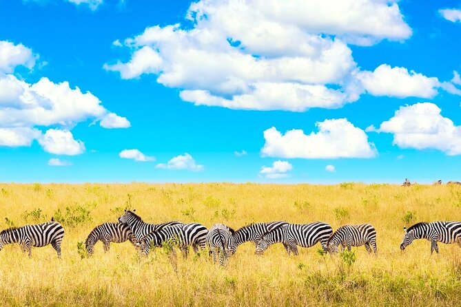 Private Tour of Tsavo East National Park from Mombasa - The Red Elephants at the Pipeline Area