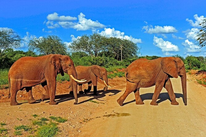 Private Tour of Tsavo East National Park from Mombasa - Big Cats, Buffaloes, and Smaller Antelope