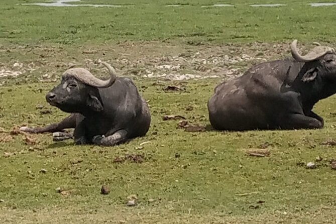 Private Tour of Tsavo East National Park from Mombasa - What the $260 Price Really Covers