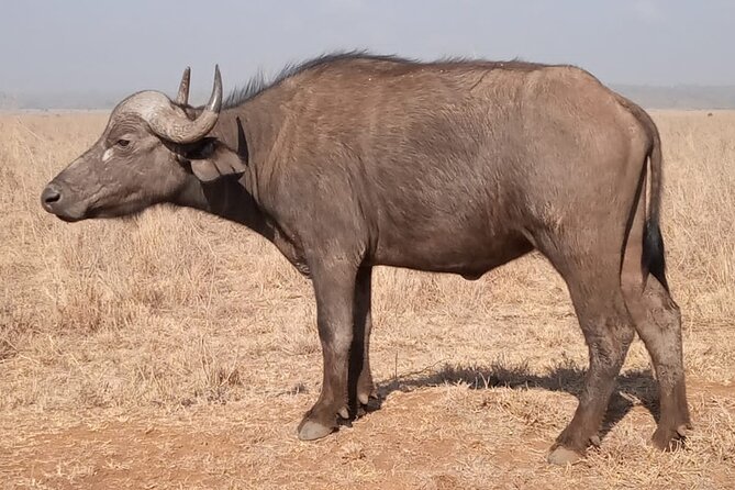 Private Tour of Tsavo East National Park from Mombasa - The Main Drawbacks to Keep in Mind