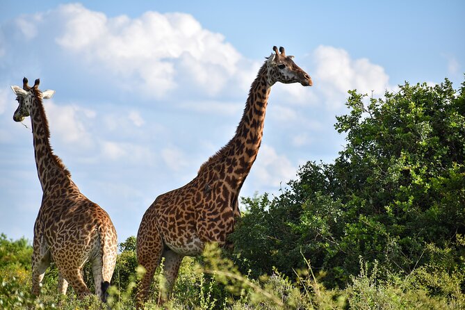 Private Tour Safari To Nairobi National Park - Key points to know before booking