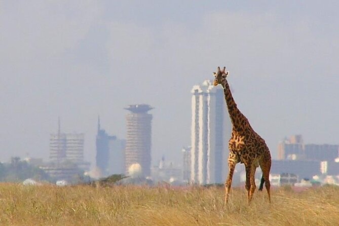 Private Tour Safari To Nairobi National Park - Who will enjoy this private safari most