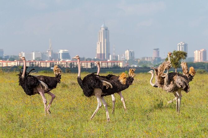Private Tour Safari To Nairobi National Park - Driving Nairobi National Park’s grass plains