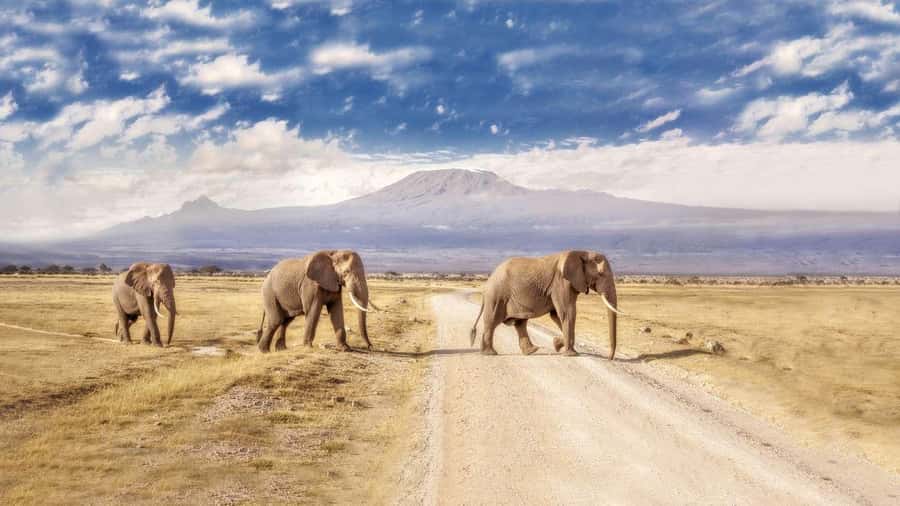 Private Tour to Amboseli National Park - Kilimanjaro views and the Amboseli ecosystem