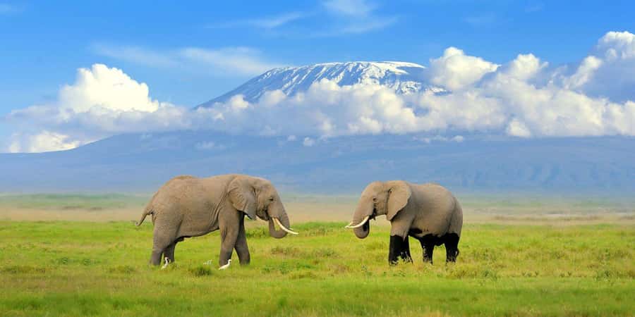 Private Tour to Amboseli National Park - Lunch at OLTUKAI Lodge