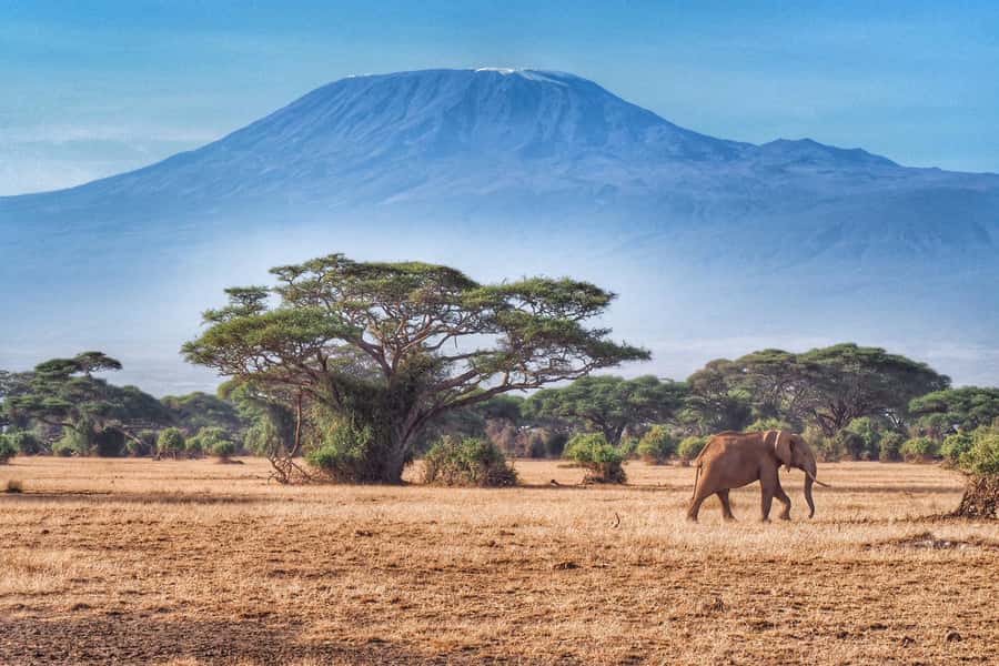 Private Tour to Amboseli National Park - Guide quality and the small details that matter