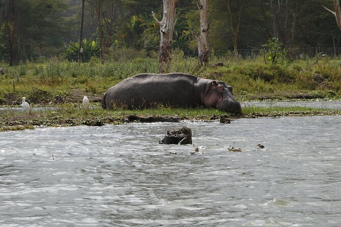 Private Tour to Crescent Island From Nairobi - How this compares with a typical national park outing