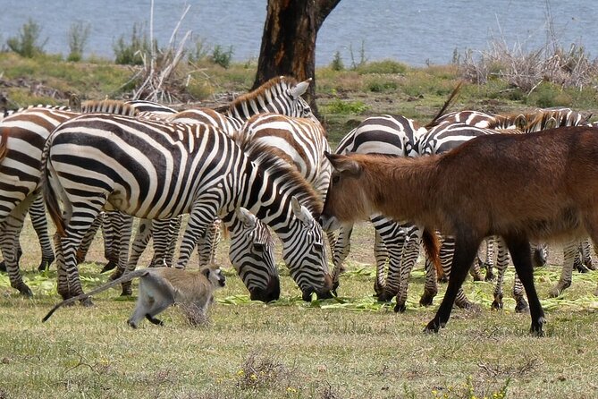 Private Tour to Crescent Island From Nairobi - Private groups, timing, and what to confirm