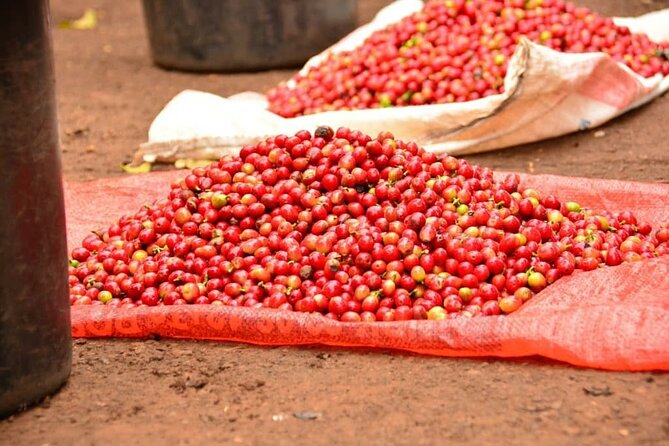 Private Tour to Fairview Coffee Farm in Nairobi with Pickup - How much the $110 price buys you