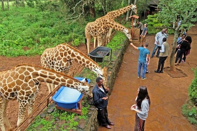 Private Tour To Giraffe Centre in Nairobi - Key points at a glance