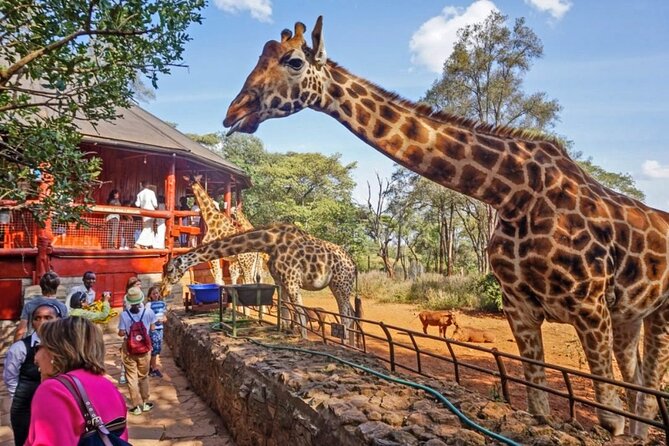 Private Tour To Giraffe Centre in Nairobi - What the keeper-led explanation adds