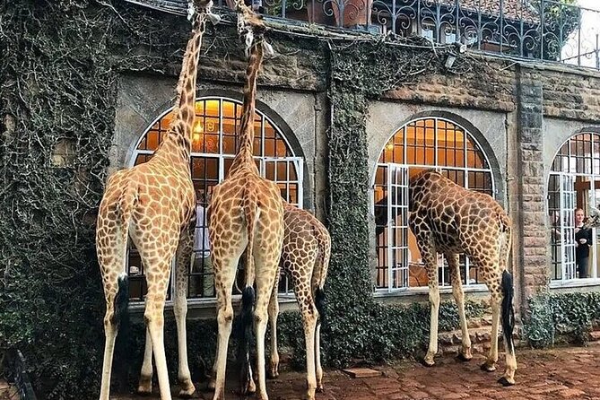 Private Tour To Giraffe Centre in Nairobi - Practical details to check before you go