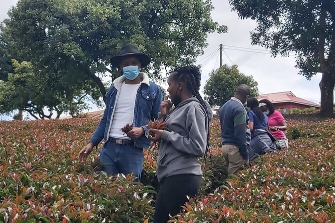Purple Tea Farm Tour from Nairobi City - Specialty Tea Tasting - Key things to know before you book