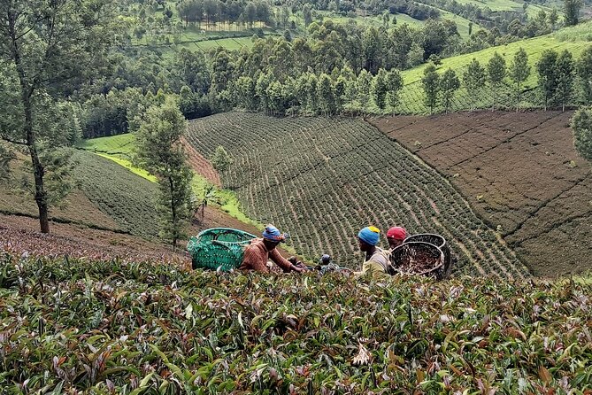 Purple Tea Farm Tour from Nairobi City - Specialty Tea Tasting - The nature walk to the waterfall