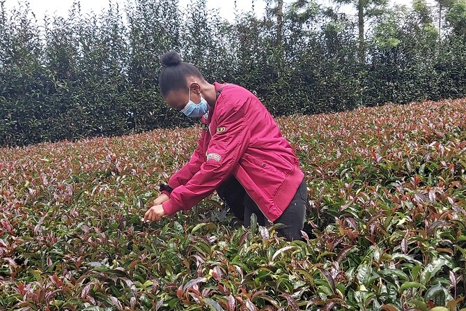 Purple Tea Farm Tour from Nairobi City - Specialty Tea Tasting - The Nairobi pickup deserves careful attention