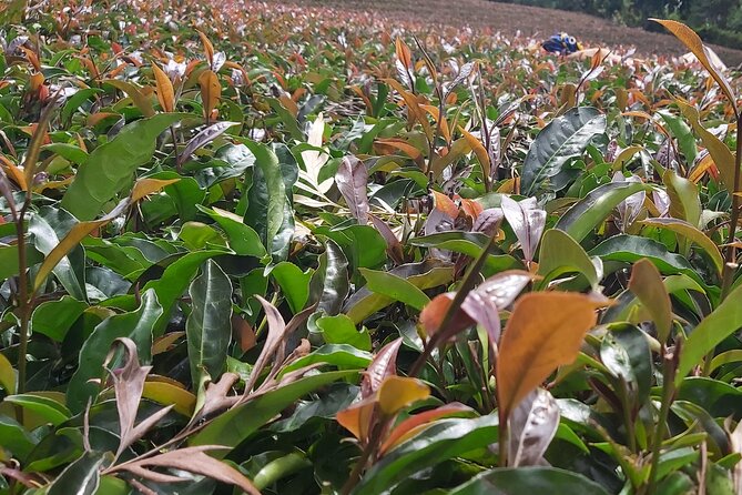 Purple Tea Farm Tour from Nairobi City - Specialty Tea Tasting - Traditional orthodox processing, explained by hand