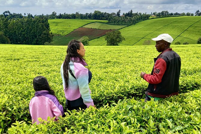 Riara tea farm tour with lunch and tea tasting from Nairobi - The Tea Tasting: From Field to Cup