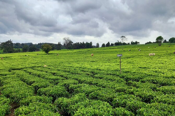 Riara tea farm tour with lunch and tea tasting from Nairobi - The Human Side of the Experience