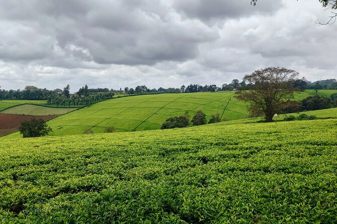 Riara tea farm tour with lunch and tea tasting from Nairobi - What the $150 Price Really Covers