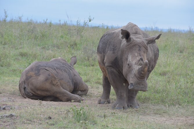 Safari In Nairobi Kenya National Park Half day Tour - Why Nairobi National Park works for a half-day safari