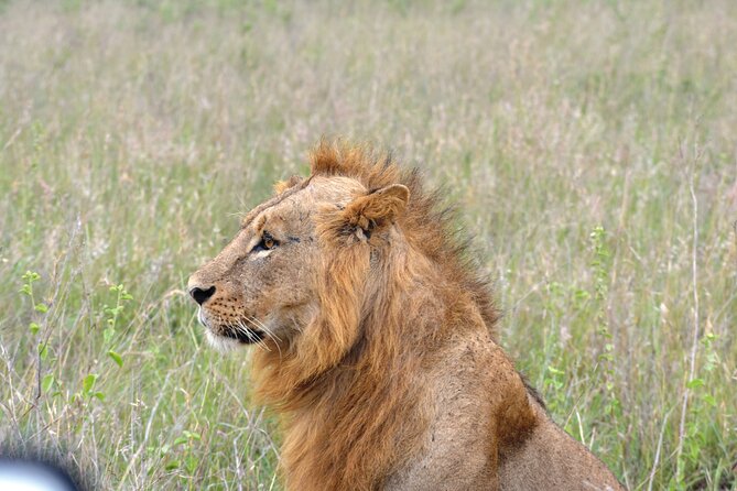 Safari In Nairobi Kenya National Park Half day Tour - Entering Nairobi National Park and paying the extra fee