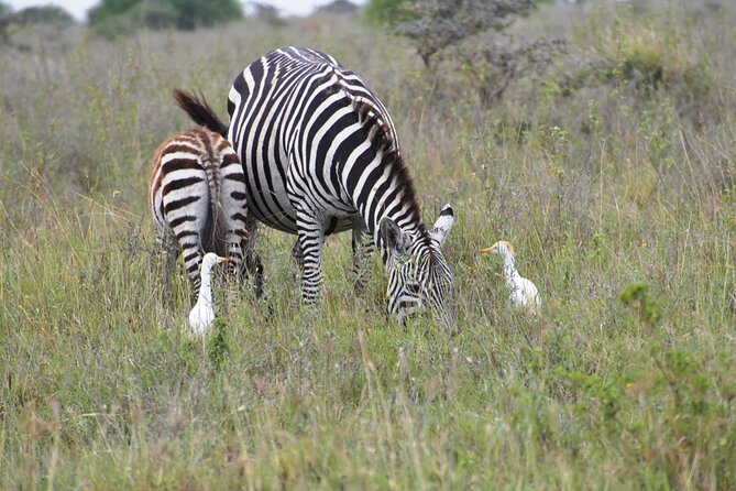 Safari In Nairobi Kenya National Park Half day Tour - Searching for lions, rhinos, and giraffes