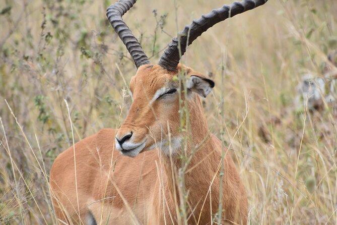 Safari In Nairobi Kenya National Park Half day Tour - Is three to four hours enough?