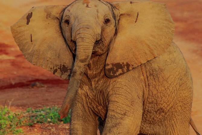 Safari in Tsavo and Amboseli for 5 Days and 4 Nights - What the $1,000 safari includes